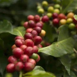Equal Exchange Organic Mind, Body & Soul Coffee, drip grind