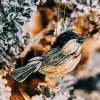 Quill Chickadee Ornament