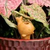 Self Watering Plant Pet - Whale